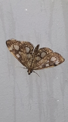 Anania coronata