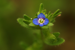 Veronica arvensis