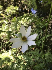 Cosmos diversifolius