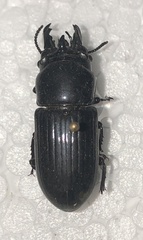 Phrenapates
