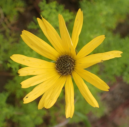 Image of Ursinia chrysanthemoides by (c) Nicola van Berkel, some rights reserved (CC BY-SA)