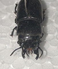 Phrenapates