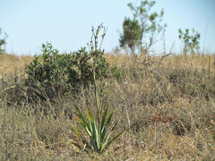 Chlorophytum capense