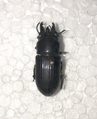 Phrenapates