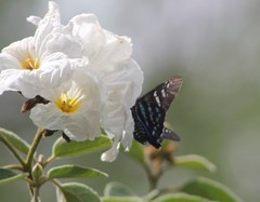 Phocides urania urania