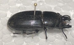 Phrenapates