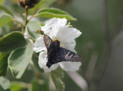 Phocides urania urania