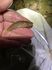 Etheostoma squamiceps