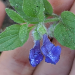 Scutellaria tuberosa