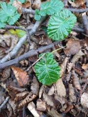 Rubus geoides