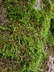 Bryoandersonia