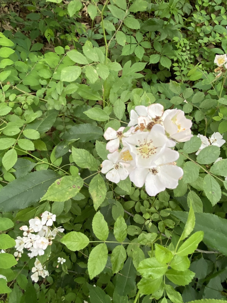 multiflora rose from Elizabethtown Nature Park, Elizabethtown, KY, US