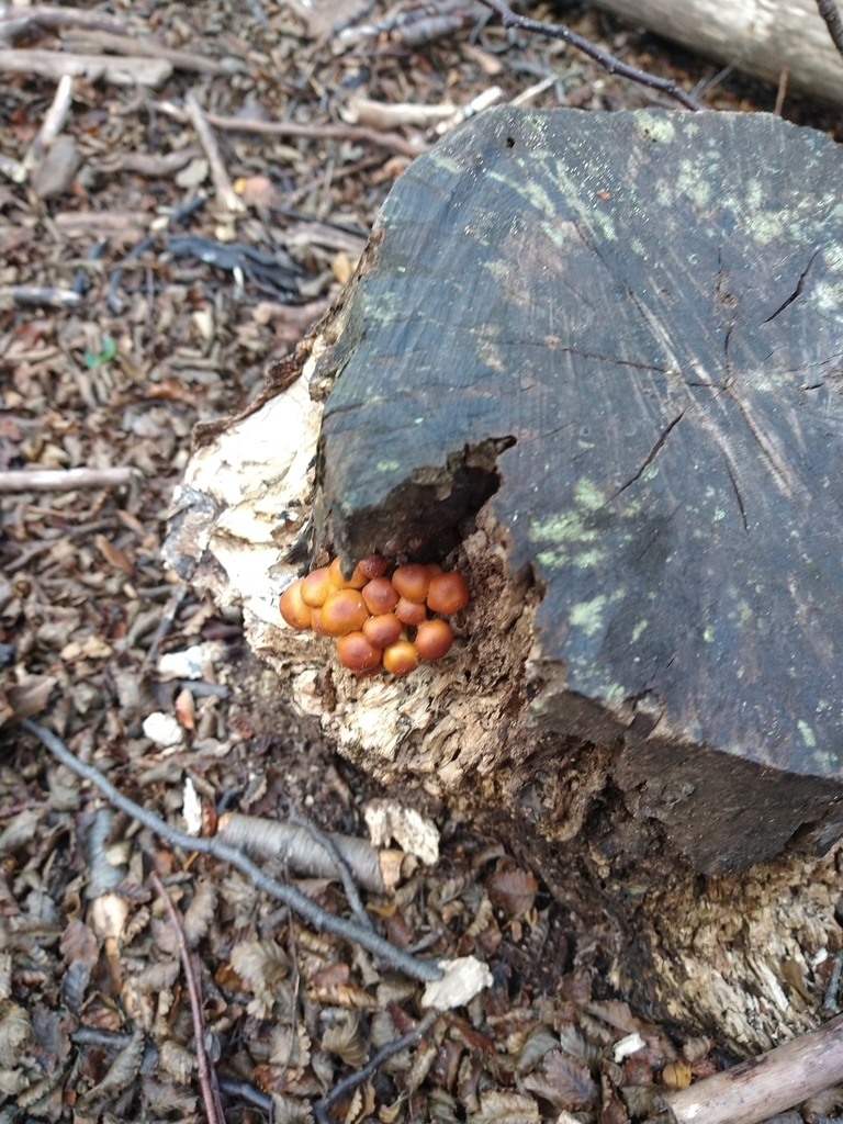 Hypholoma frowardii · June 2020 · photo: © pablo_jusim (iNaturalist, cc-by)