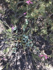 Penstemon clutei