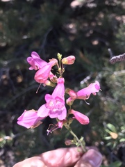 Penstemon clutei