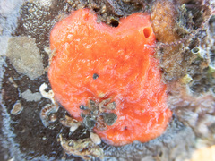Mycale rotalis