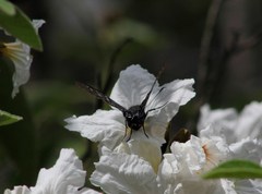 Phocides urania urania