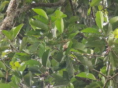 Dipterocarpus