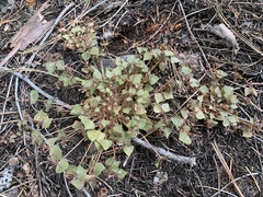 Claytonia rubra