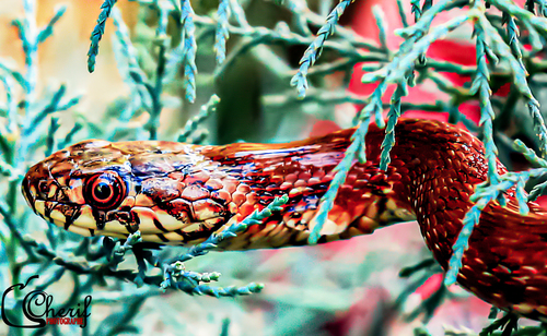 Viperine Snake