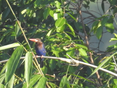 Halcyon cyanoventris