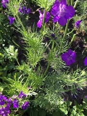 Consolida orientalis