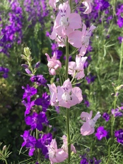 Consolida orientalis