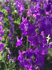 Consolida orientalis