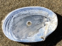 Periploma planiusculum