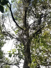 Weinmannia pubescens