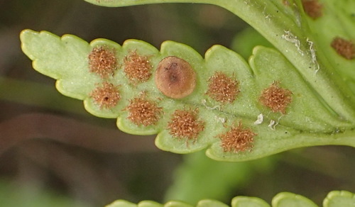 Rumohra adiantiformis