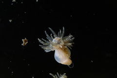 Metridioidea