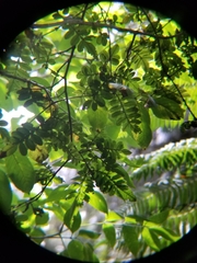 Weinmannia pubescens