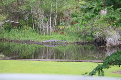 Alligator mississippiensis