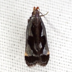 Dichomeris ochripalpella