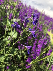 Delphinium consolida