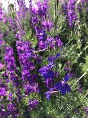 Delphinium consolida