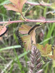 Yponomeuta evonymella