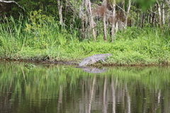 Alligator mississippiensis
