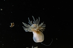 Metridioidea