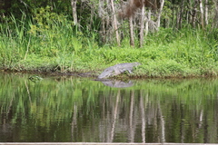 Alligator mississippiensis