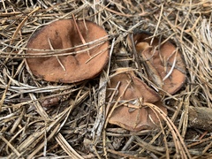 Gyromitra perlata