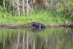 Alligator mississippiensis