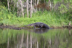Alligator mississippiensis