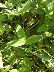 Trifolium medium