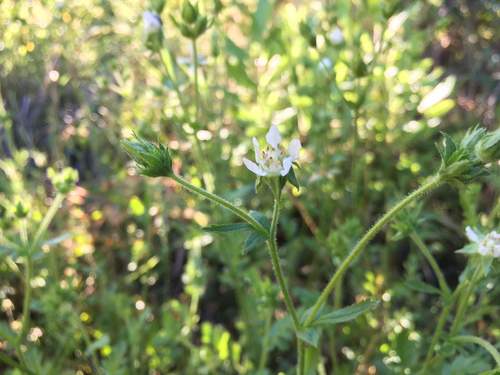 Potentilla lindleyi, photograph 4