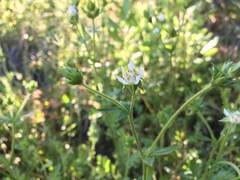 Horkelia cuneata puberula