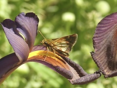 Polites peckius