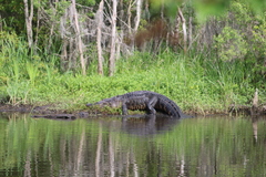 Alligator mississippiensis
