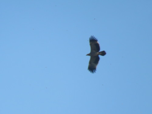 Imperial Eagle